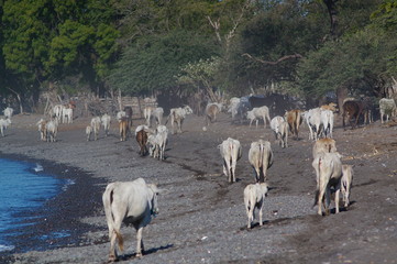 Ongole cattle is an indigenous cattle breed that originates from Prakasam District in the state of...