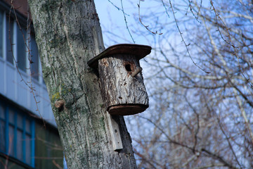 the feeder from a tree trunk in autumn