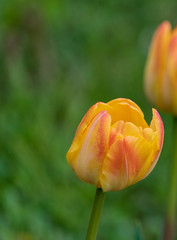Yellow tulips in the garden