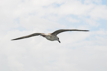 Seagull flying over Bosphorus Strait