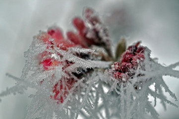 Raureif an Blüten und Blättern an einem frostigen Morgen
