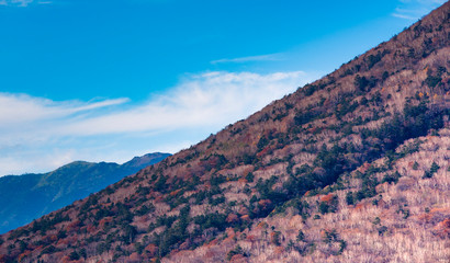 nature　maple　landscape