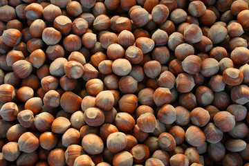hazelnuts in the shell as a background