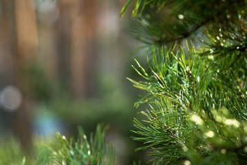 Fototapeta na wymiar lush pine