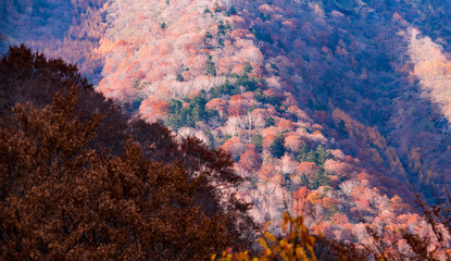 nature　maple　landscape