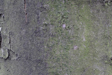 green tree bark texture for background