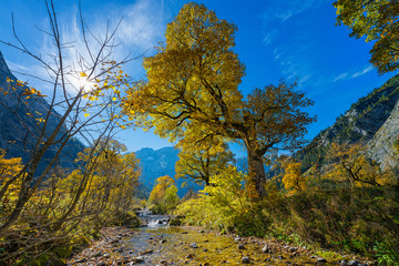 Herbstlicher Laubbaum mit Bachlauf in herrlichem Sonnenschein auf einer Alm in den Alpen