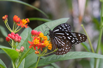 Exotischer Schmetterling in floraler Umgebung.