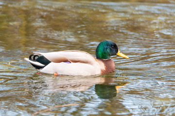 Obraz premium Mâle canard colvert