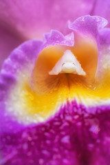 Das innere einer Orchideen Blüte
