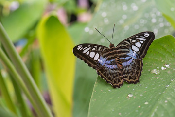 Exotischer Schmetterling in floraler Umgebung.