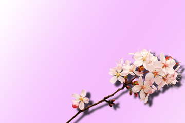 Sakura isolated on a pink background. Gradient. Shadow. Top view.