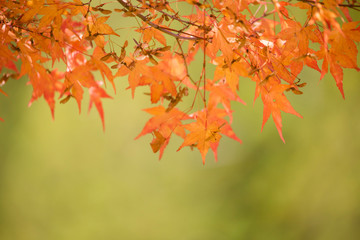 nature　maple　landscape