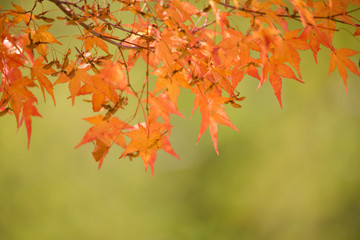 nature　maple　landscape