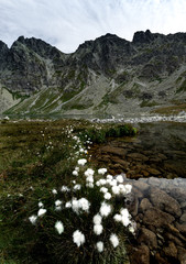 Tatra lake in summer