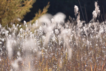 nature　maple　landscape