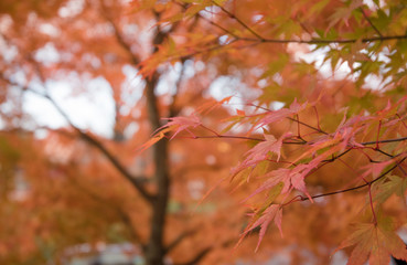 nature　maple　landscape