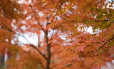 nature　maple　landscape
