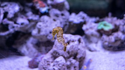 Acuario Dubai