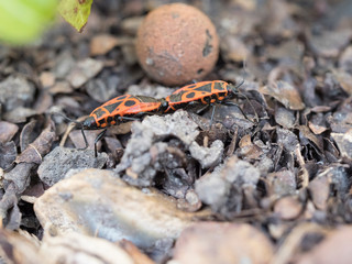 Gendarmes, insectes