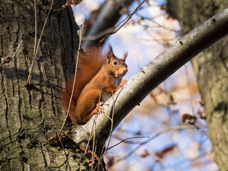 Ecureuil roux sur une branche