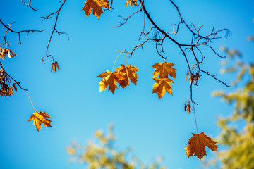 Maple branch with yellow but against a blue sky background. Nature background