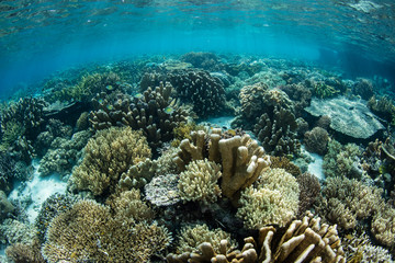 A beautiful coral reef thrives in shallow water in Raja Ampat, Indonesia. This tropical region is likely the center for marine biodiversity and is a popular destination for divers and snorkelers.