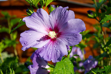 Clematis offen