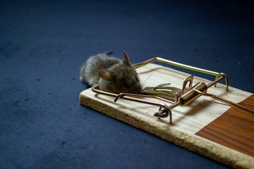 mouse in a mousetrap, selective focus