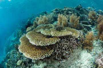 A beautiful coral reef thrives in shallow water in Raja Ampat, Indonesia. This tropical region is likely the center for marine biodiversity and is a popular destination for divers and snorkelers.