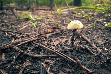 mushroom in forest