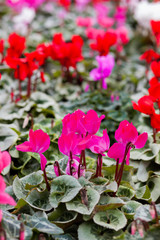 Pink cyclamen in a flower pot on blurred background.