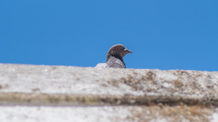 Paloma en la cornisa de una casa vieja en Lisboa