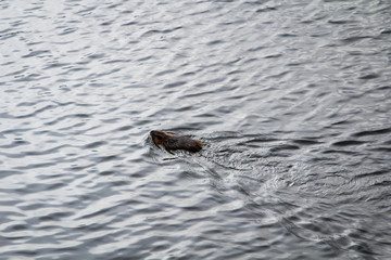 Fototapeta premium ein Biber schwim in einem Fluss