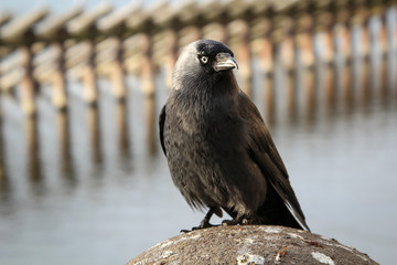 Portrait einer Dohle, Die Dohle ist eine Singvogelart und gehört zu den Raben