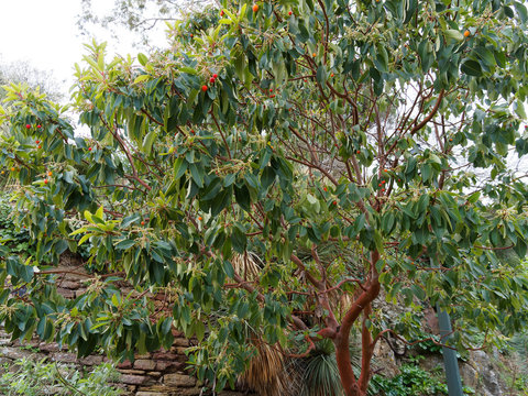 (Arbutus andrachne) Arbousier andrachne ou arbousier de Chypre &agrave; l'&eacute;corce lisse brun orang&eacute;, aux baie charnues rouge&acirc;tre et aux feuilles persistantes vertes