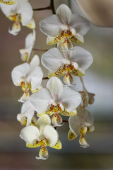 Naklejka na ściany i meble A flowering white orchid with spotted lip of the genus phalaenopsis, variety stuartiana, on blurred background. Home flowers