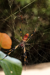 Eine Nephila clavata, Golden Web Orb, eine Art Radnetzweberspinne