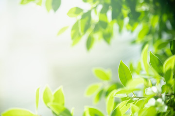 Close up of nature view green leaf on blurred greenery background under sunlight with bokeh and copy space using as background natural plants landscape, ecology cover concept.