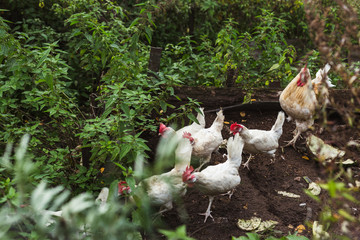 A group of hens in a garden plot