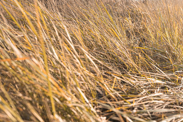 fantasy blurred background. sun glare on the grass.dry grass