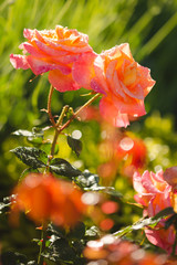 Rosier au petit matin