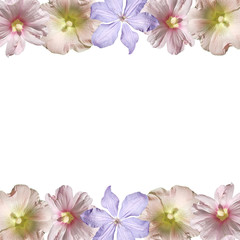 Fototapeta na wymiar Beautiful floral background of clematis and mallow. Isolated