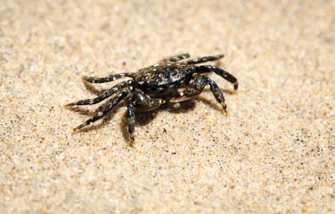 eine kleine Krabbe am Strand am pazifischen Ozean