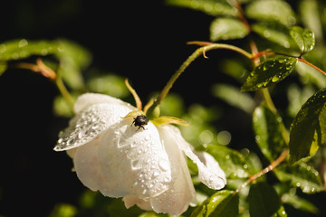 Scarabée sur la rose au petit matin