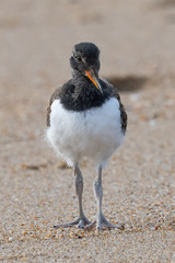 A hatchling American Oystercatcher on the beach.