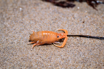 ein krebsartiges Tier am Strand am pazifischen Ozean