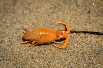 ein krebsartiges Tier am Strand am pazifischen Ozean