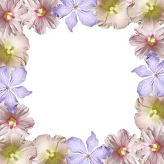 Beautiful floral background of clematis and mallow. Isolated