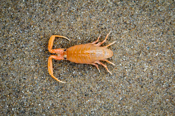 ein krebsartiges Tier am Strand am pazifischen Ozean